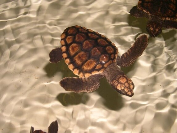 Zwei Schildkröten schwimmen im glasklaren leicht bewegten Wasser. 
