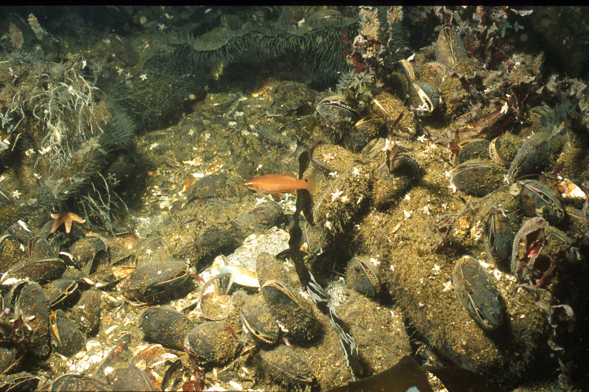 Bild eines Meeresgrundes mit Miesmuscheln, Zuckertang und einem Klippenbarsch. 