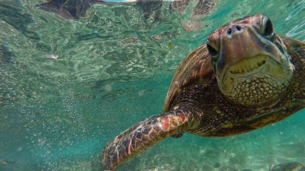 Link zum Arbeitsblatt Schildkröten reisen seit Millionen von Jahren durchs Meer – ihre größte Bedrohung heute ist der Mensch