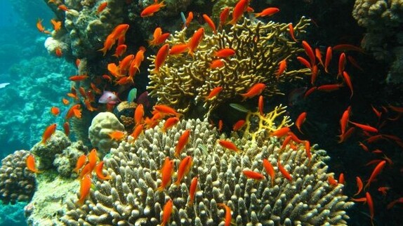 Korallenriff und ein orangener Fischschwarm
