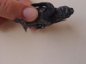 Ein Person hält eine kleine Schildkröte mit ihren Fingen, an der Schildkröte ist ein Sensor befestigt.