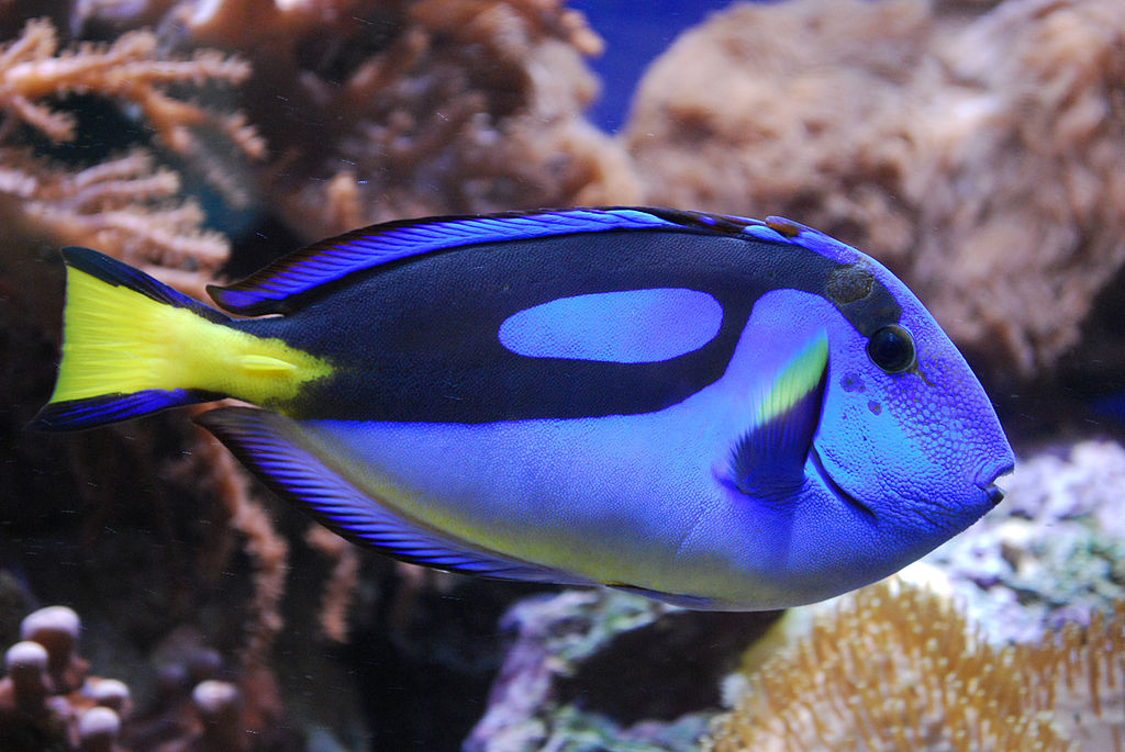 Ein Palleten-Doktorfisch, der Körper ist blau, die Schwantflosse ist gelb.